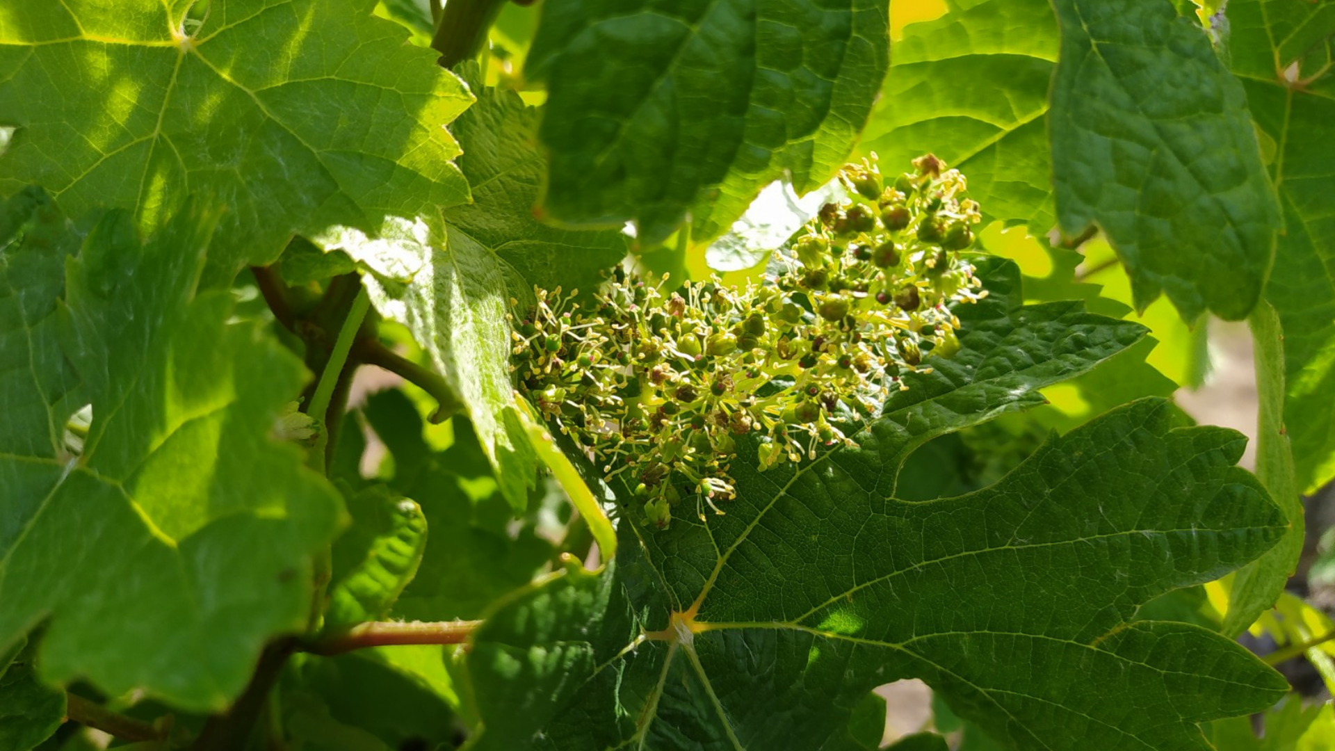 Druiven - wijngaard Portugal